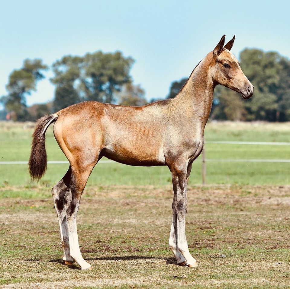 Akhal-Teke Horses